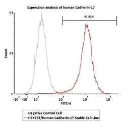 ACROBiosystems&nbsp;HEK293/Human Cadherin-17 Stable Cell Line