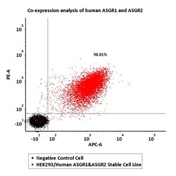 ACROBiosystems&nbsp;HEK293/Human ASGR1&ASGR2 Stable Cell Line