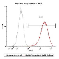 ACROBiosystems&nbsp;HEK293/Human RAGE Stable Cell Line