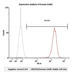 ACROBiosystems HEK293/Human ErbB2 Stable Cell Line