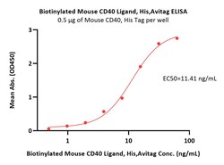 ACROBiosystems Biotinylated Mouse CD40 Ligand / TNFSF5 Protein, His,Avitag , active trimer (MALS verified) | Buy Online | ACROBiosystems | Fisher Scientific
