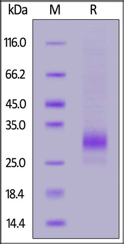 ACROBiosystems Biotinylated Cynomolgus CD79B Protein, His,Avitag, Quantity: