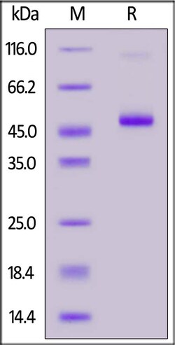 ACROBiosystems FITC-Labeled Human CD99 / MIC2 Protein, Fc Tag | Buy Online | ACROBiosystems | Fisher Scientific