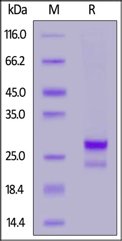 ACROBiosystems Biotinylated Human CD99 / MIC2 Protein, His,Avitag, Quantity: