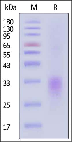 ACROBiosystems Cynomolgus CD24 Protein, His Tag, Quantity: Each of 1