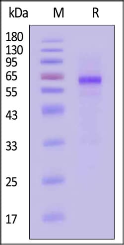 ACROBiosystems Cynomolgus ASGR1 Protein, Fc Tag, Quantity: Each of 1
