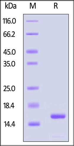 ACROBiosystems Human Alpha-Synuclein Pre-formed Fibrils Protein, Tag Free,