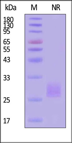 ACROBiosystems Human ADAM9 Protein, His Tag (206 - 413) (active enzyme),
