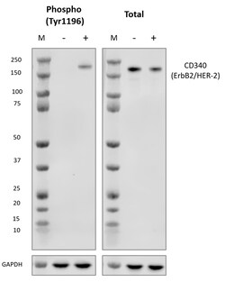 Biolegend&nbsp;Purified anti-CD340 ErbB2/HER-