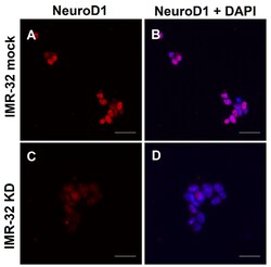 Biolegend&nbsp;Purified anti-NeuroD1