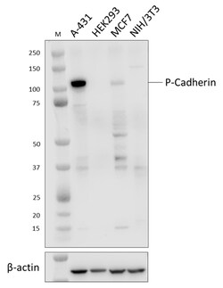 Biolegend Purified anti-P-Cadherin