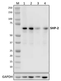 Biolegend&nbsp;Purified anti-SHP-2