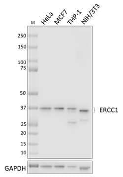 Biolegend Purified anti-ERCC1