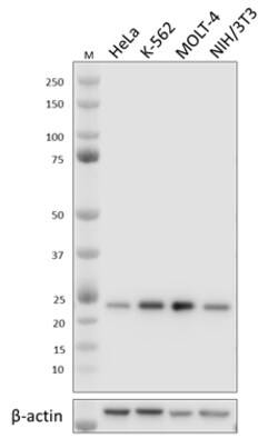 Biolegend&nbsp;Purified anti-MOB1A