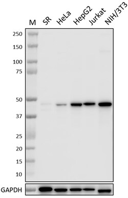 Biolegend Purified anti-IDH2