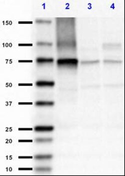 Biolegend Purified anti-Neurofilament L
