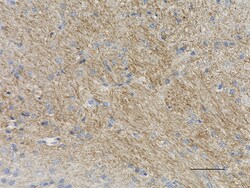 Biolegend Purified anti-Neurofilament H