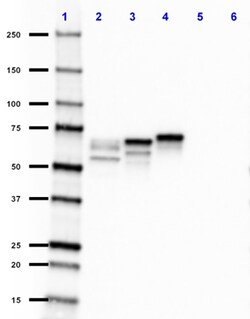 Biolegend&nbsp;Purified azide-free anti-2N Ta