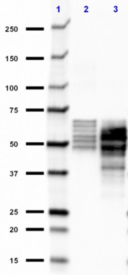 Biolegend&nbsp;Purified azide-free anti-Tau 2