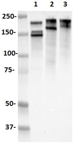 Biolegend HRP anti-Neurofilament H NF-H
