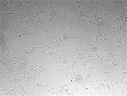 Biolegend Recombinant Human Slit2-N carr