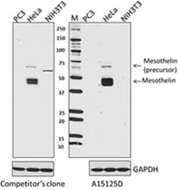 Biolegend Purified anti-Mesothelin
