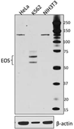 Biolegend Purified anti-EOS