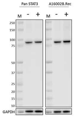 Biolegend Purified anti-STAT3 Phospho Ty, Quantity: Each of 1