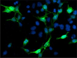 Biolegend&nbsp;Purified anti-mCherry