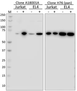 Biolegend&nbsp;Purified anti-SLP76 Phospho Se