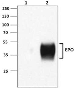 Biolegend Purified anti-EPO