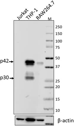 Biolegend Purified anti-C/EBPalpha