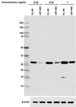 Biolegend Direct-BlotTM HRP anti-HMGB1