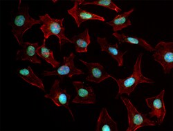 Biolegend Alexa FluorR 488 anti-HMGB1