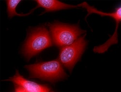 Biolegend&nbsp;Alexa FluorR 594 anti-beta-act