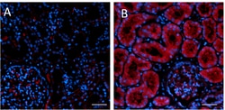 Biolegend Purified anti-HIF1A