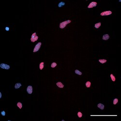 Biolegend&nbsp;Purified anti-Olig2