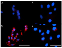 Biolegend&nbsp;Purified anti-Aldolase C