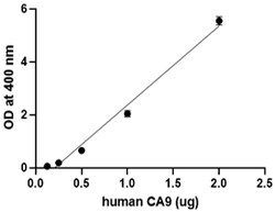 Biolegend&nbsp;Recombinant Human Carbonic Anh