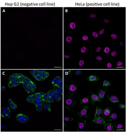 Biolegend&nbsp;Purified anti-TFAP2A [W20235D]; Isotype: Rat IgG2a, κ; Reactivity: Human; Apps: WB, ICC, ICFC, IHC-P; Size: 25 μg