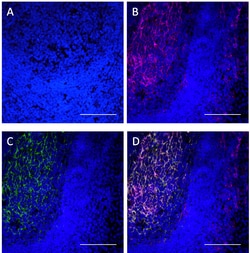 Biolegend&nbsp;Purified anti-CD14 [W23074F]; Isotype: Rat IgG2b, κ; Reactivity: Human; Apps: IHC-P; Size: 100 μg