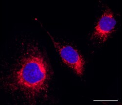 Biolegend&nbsp;Endoplasmic Reticulum Probe Red; Reactivity: Human; Apps: Live cell imaging, FC; Size: ea