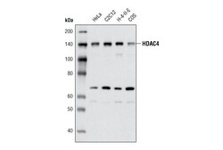 Cell Signaling Technology&nbsp;HDAC4 4A3 Mouse mAb 20 ul