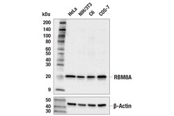 Cell Signaling Technology&nbsp;RBM8A E5Z8T Rabbit mAb 100 u