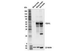 Cell Signaling Technology&nbsp;ICA1L F6I4E Rabbit mAb 100 u