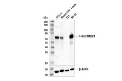 Cell Signaling Technology&nbsp;T-bet/TBX21 E4I2K Rabbit mAb