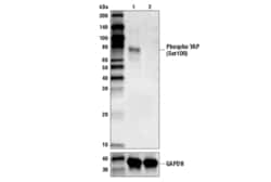 Cell Signaling Technology&nbsp;Phospho-YAP Ser109 E5I9G R