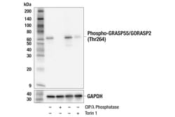 Cell Signaling Technology&nbsp;Phospho-GRASP55/GORASP2 Thr26