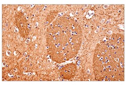 Cell Signaling Technology Neurofilament-M E7L2T Rabbit