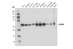 Cell Signaling Technology&nbsp;STAM2 D8B3G Rabbit mAb 100 u